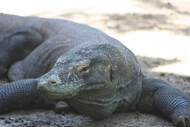 インドネシアde一番大きいトカゲ コモドドラゴン探しへ出発 尾島のひとりごと